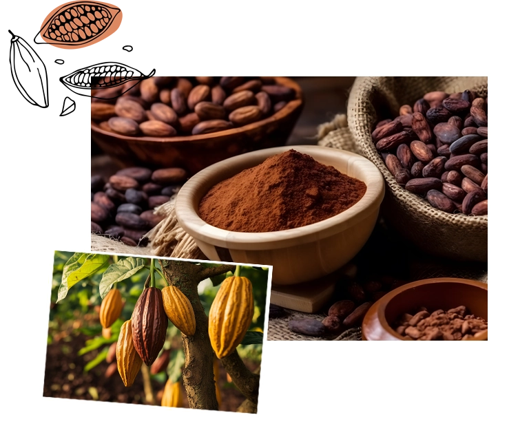 Harvesting ripe pods from tropical climates